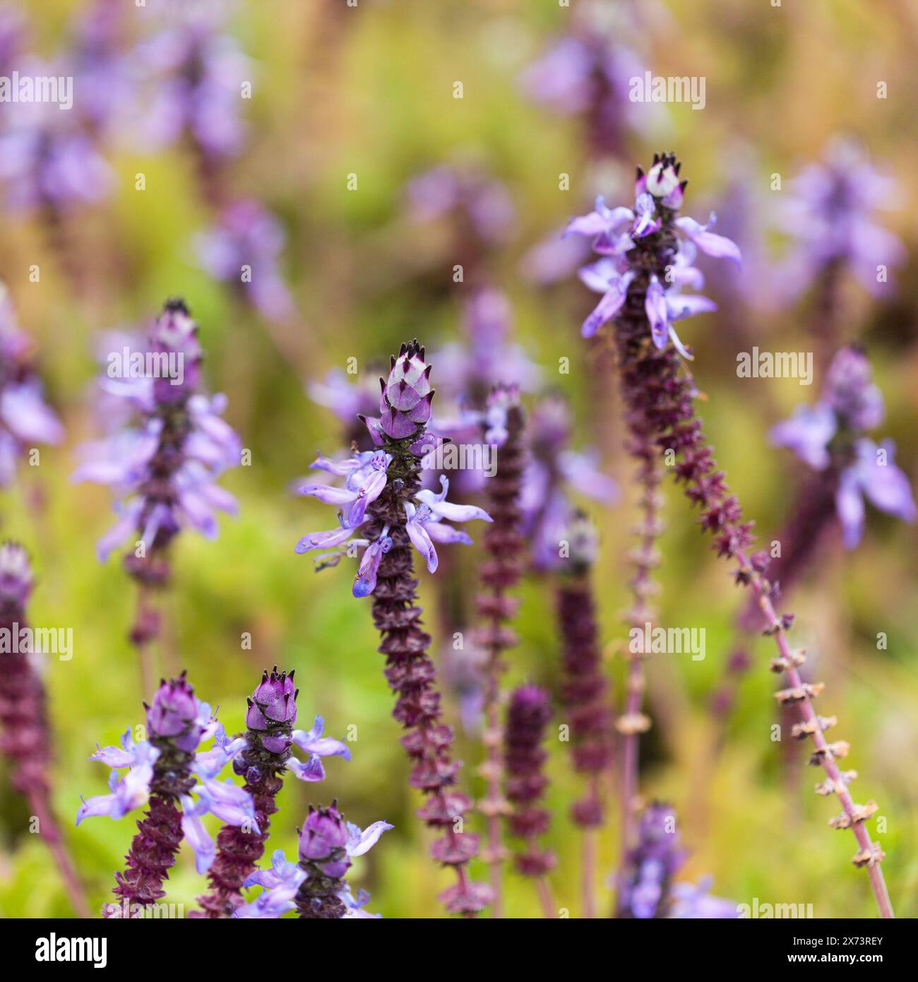 Blue flowers of Coleus comosus, scaredy cat plant, natural macro floral ...