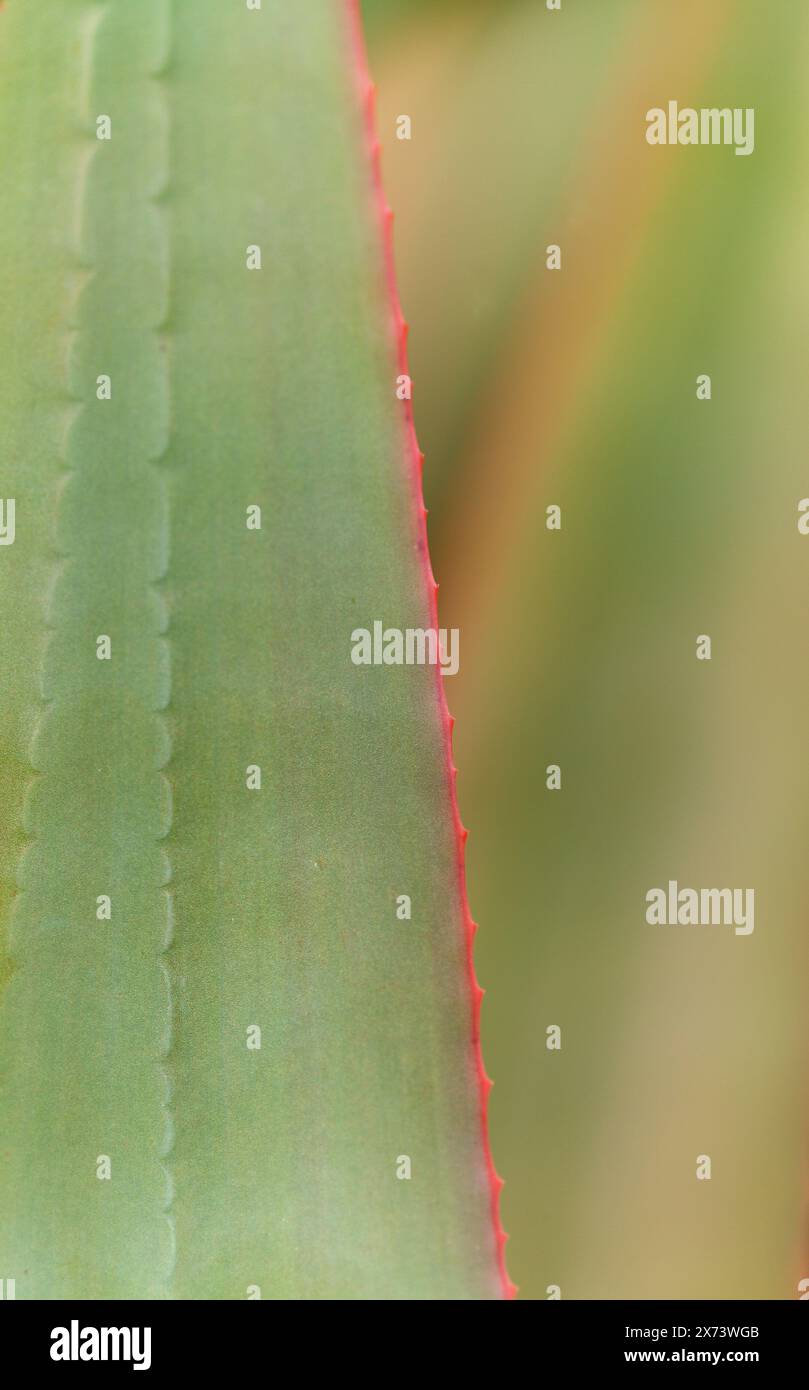 Aloe speciosa aka tilt-head aloe succulent leaves with red edges ...