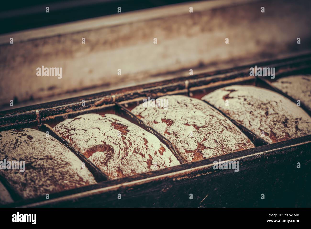 Freshly baked loaves of bread lie in the baking pan, copy paste Stock Photo