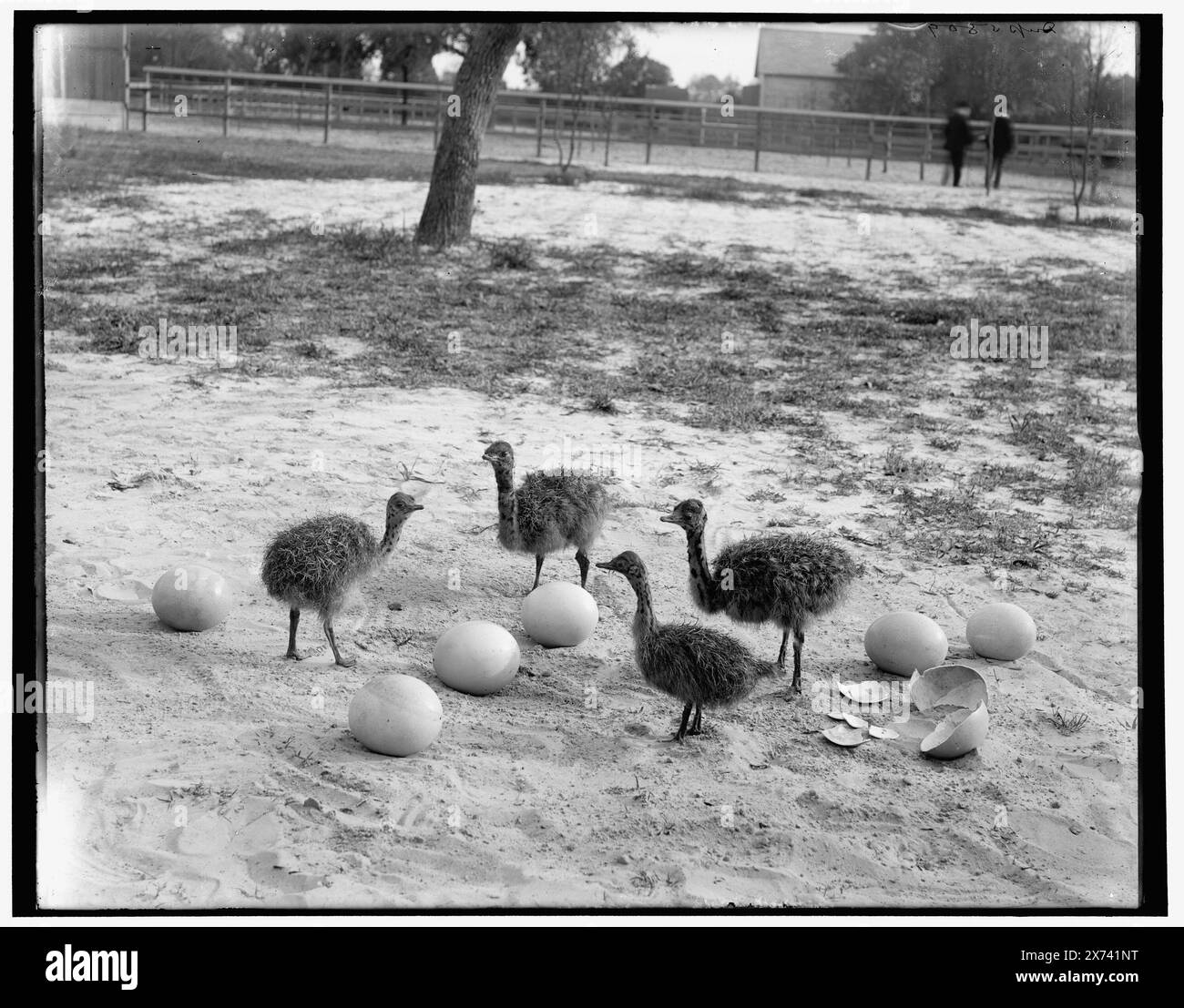 Ostrich farm, Hot Springs, Ark., Detroit Publishing Co. no. 05809., Gift; State Historical Society of Colorado; 1949,  Ostriches. , United States, Arkansas, Hot Springs. Stock Photo