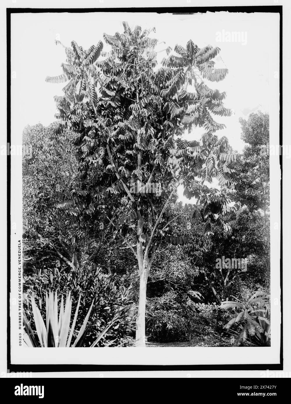 Rubber tree of commerce, Venezuela, Locale from Detroit, Catalogue P (1906)., Negative broken and taped to second sheet of glass., Detroit Publishing Co. no. 09263., Gift; State Historical Society of Colorado; 1949,  Rubber trees. , Venezuela, Caracas. Stock Photo