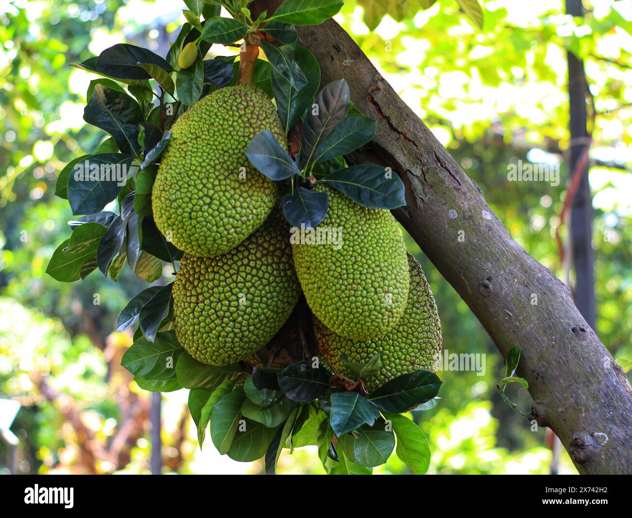 Jackfruit trees bear abundant fruit in plantations Stock Photo Alamy