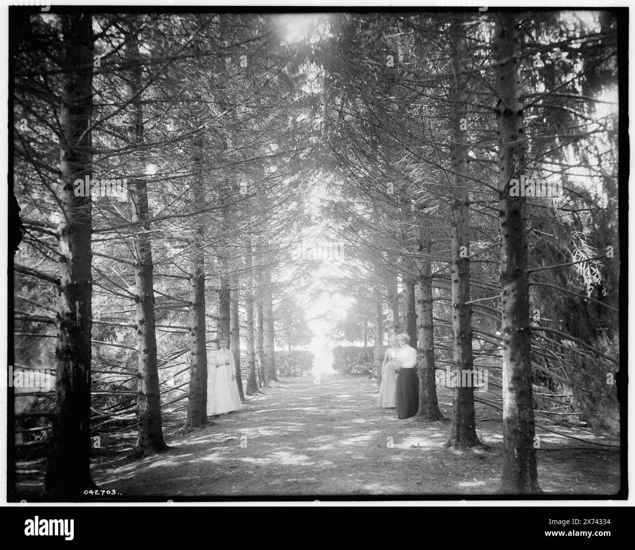 The Firs, under the firs, New Baltimore, Mich., Title from jacket., 'G 253' on negative., Detroit Publishing Co. no. 042703., Gift; State Historical Society of Colorado; 1949,  Firs. , United States, Michigan, New Baltimore. Stock Photo