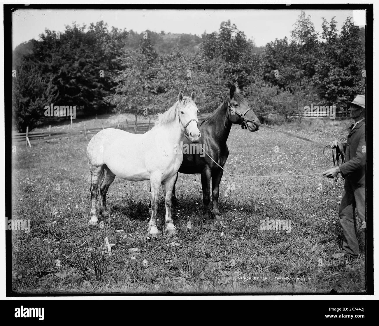 D.C. Cook's horses, Lake George, Title from jacket., Possibly David C. Cook (1850-1927), New York publisher., '2441' on negative., Detroit Publishing Co. no. 043180., Gift; State Historical Society of Colorado; 1949,  Horses. , United States, New York (State), George, Lake. Stock Photo