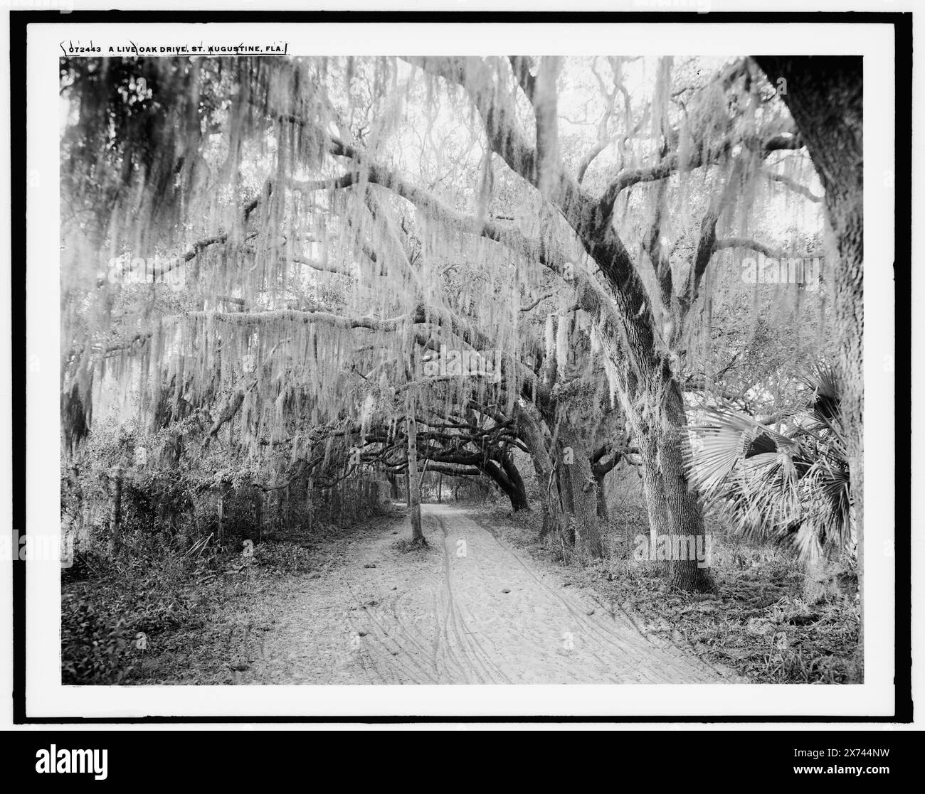 Florida live oak spanish moss Black and White Stock Photos & Images - Alamy