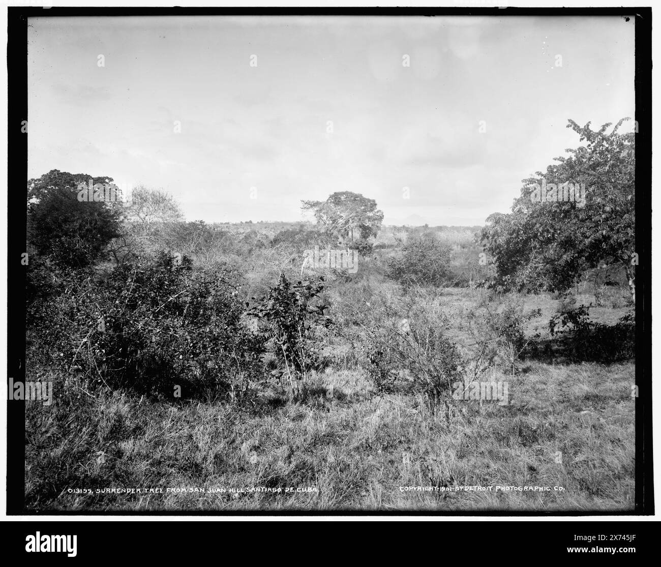 Surrender tree from San Juan Hill, Santiago de Cuba, Detroit Publishing Co. no. 013199., Gift; State Historical Society of Colorado; 1949,  Historic trees. , Surrenders. , San Juan Hill, Battle of, Cuba, 1898. , Cuba, Santiago de Cuba. Stock Photo