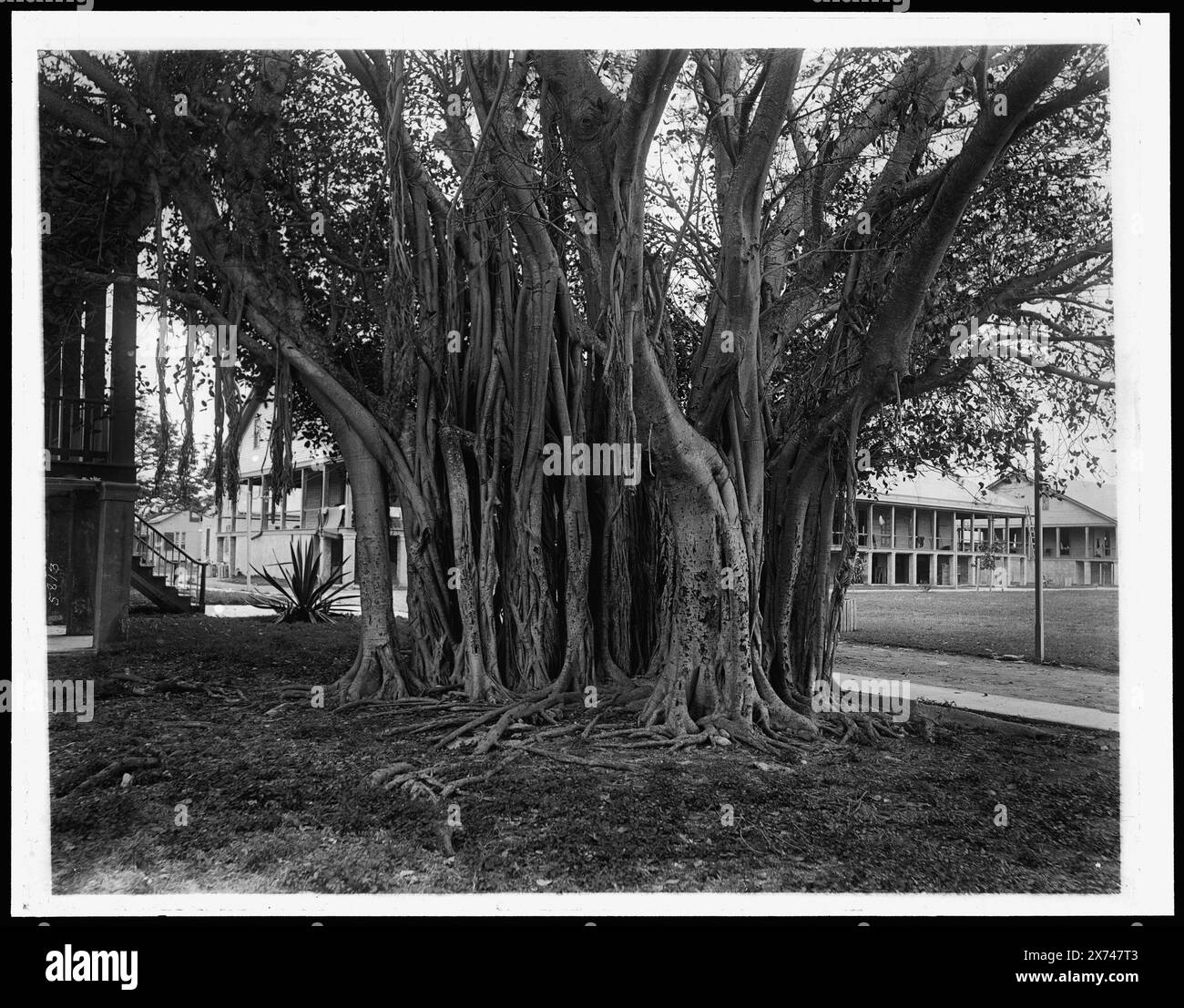 Rubber tree in U.S. barracks, Key West, Fla., Date based on Detroit, Catalogue J (1901)., Corresponding glass transparency (same series code) available on videodisc frame 1A-28949., Detroit Publishing Co. no. 05813., Gift; State Historical Society of Colorado; 1949,  Rubber trees. , Barracks. , United States, Florida, Key West. Stock Photo