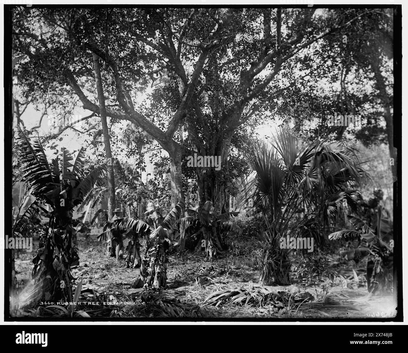 Rubber tree, Eden, '98' and 'W.H.J. & Co.' on negative., Detroit Publishing Co. no. 3660., Gift; State Historical Society of Colorado; 1949., Unverified information in this record. 752 field,  Rubber trees. , Bays. , United States, Florida, Indian River. , United States, Florida, Eden. Stock Photo