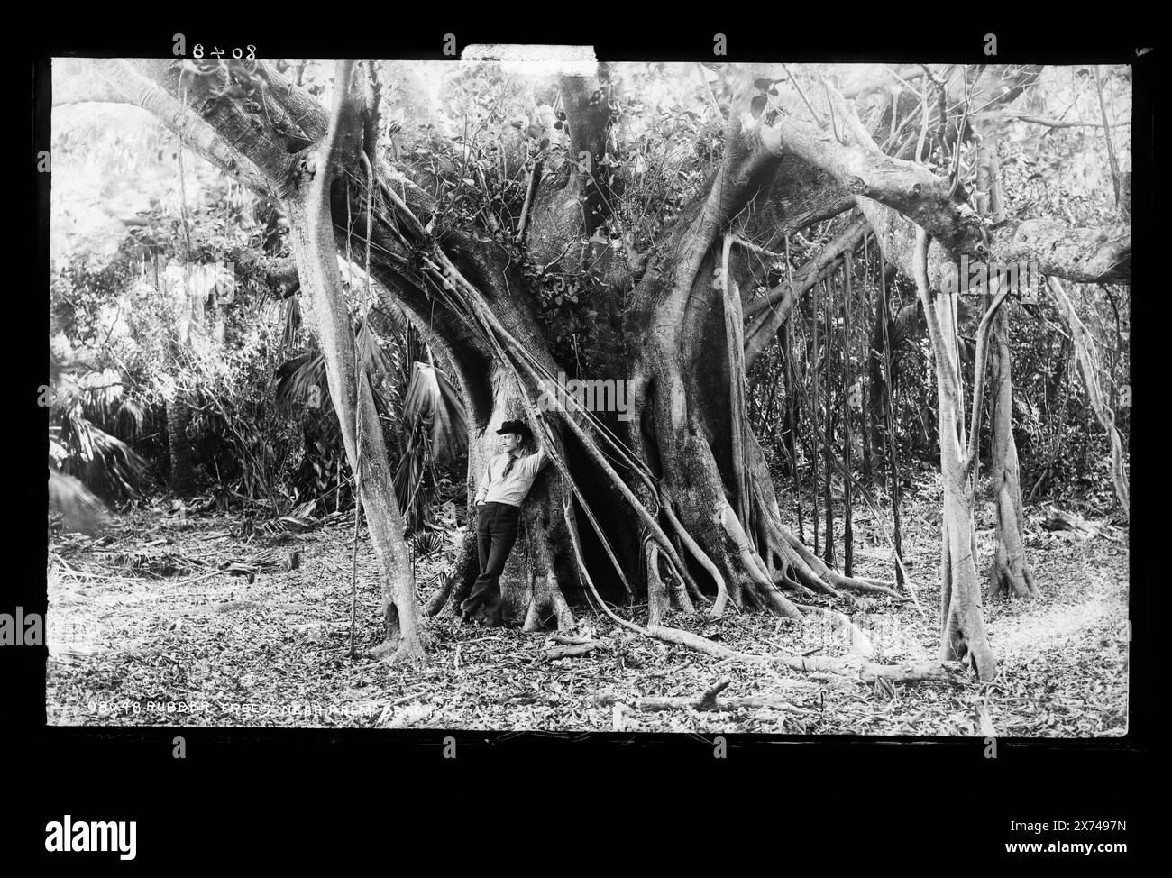 Rubber trees near Palm Beach, Attribution to Jackson based on Catalogue of the W.H. Jackson Views (1898)., Locale based on negative D4-3678., Detroit Publishing Co. no. 08048., Gift; State Historical Society of Colorado; 1949,  Rubber trees. , United States, Florida, Lake Worth. Stock Photo