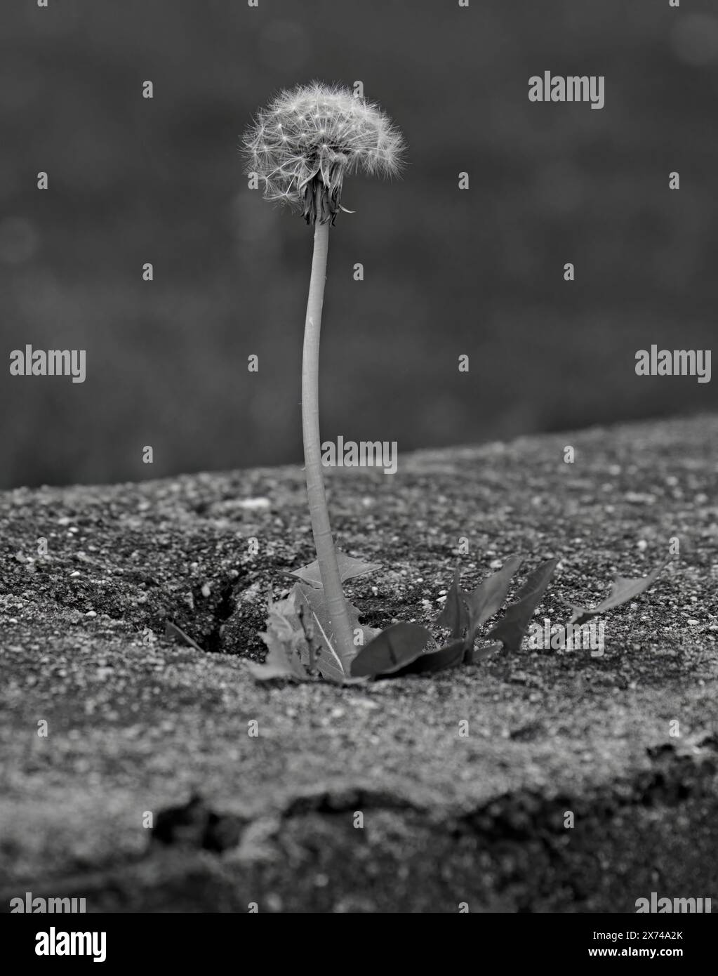 A single delicate Dandelion growing out of a wall. In Black and White. Stock Photo