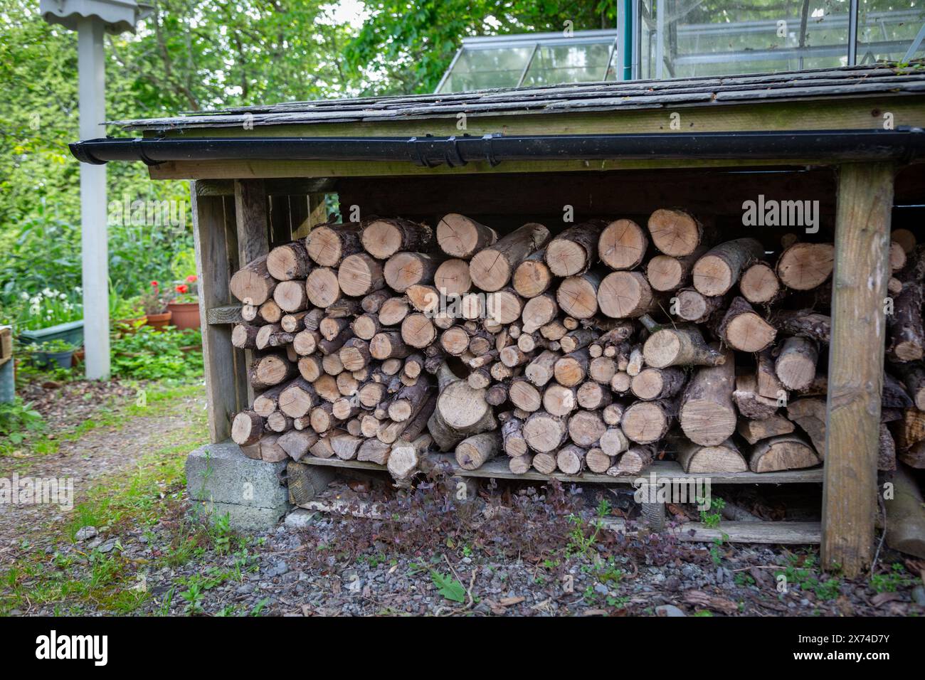 Sawn logs stored in a garden woodstore for firewood Stock Photo