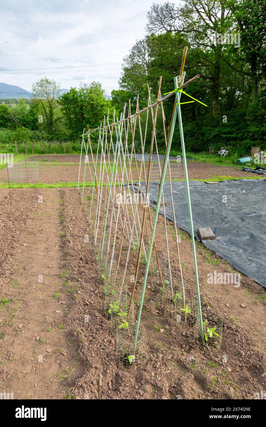 Smallholding garden with runner beans plants growing up poles and nets, UK Stock Photo