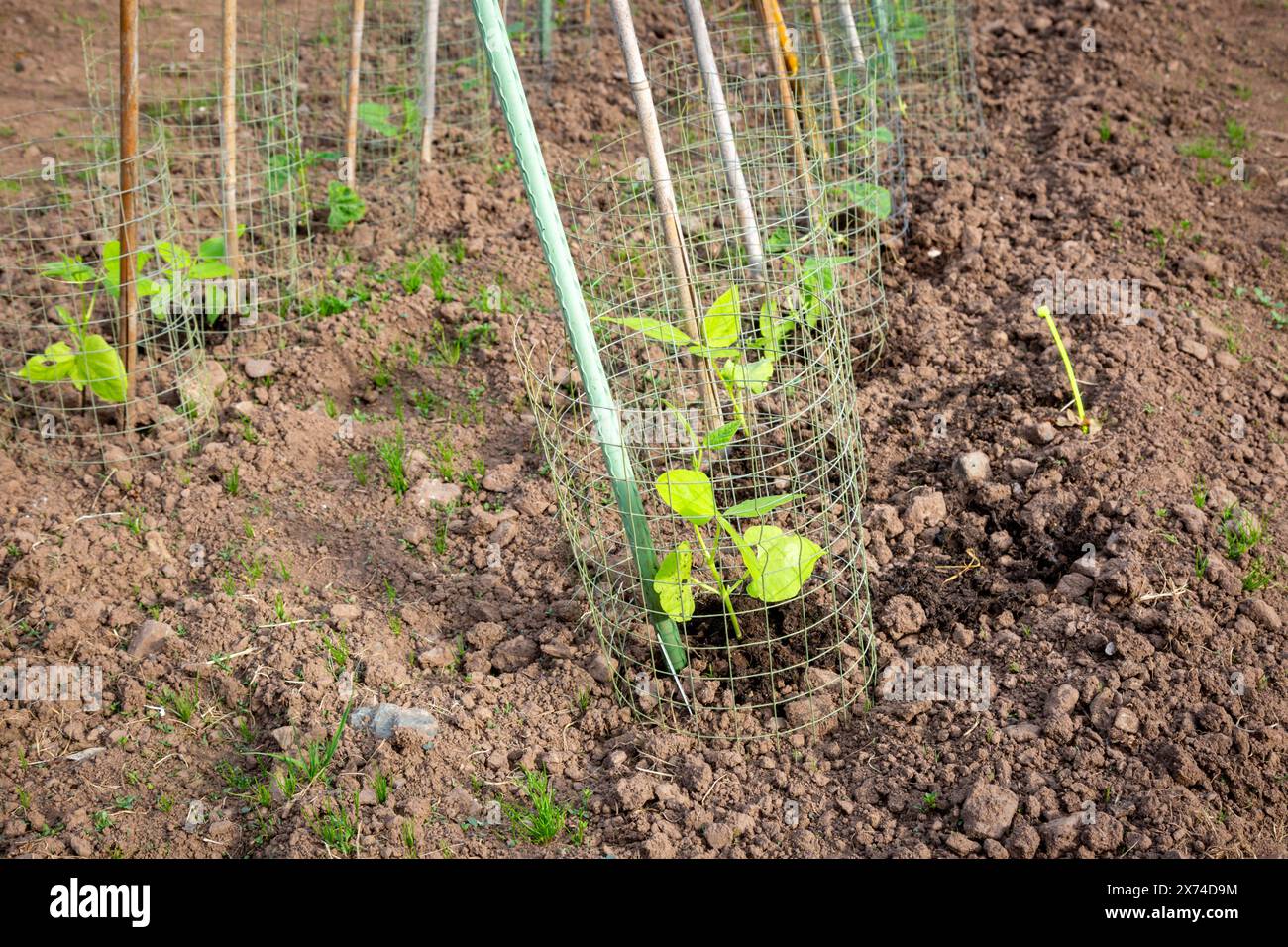 Smallholding garden with runner beans plants growing up poles and nets, UK Stock Photo