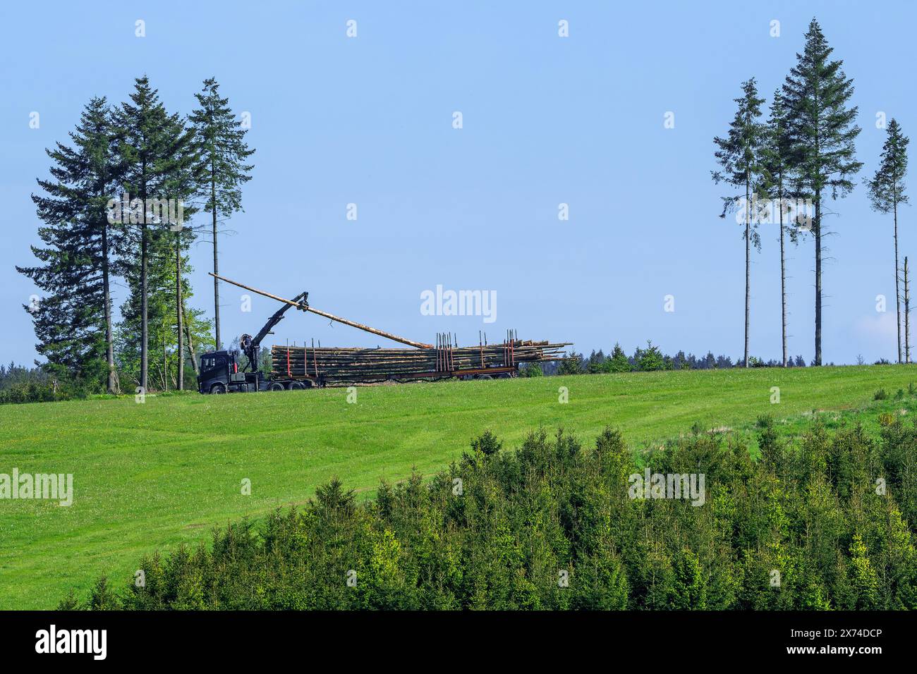 Forester loading felled tree trunks on logging truck with hydraulic ...