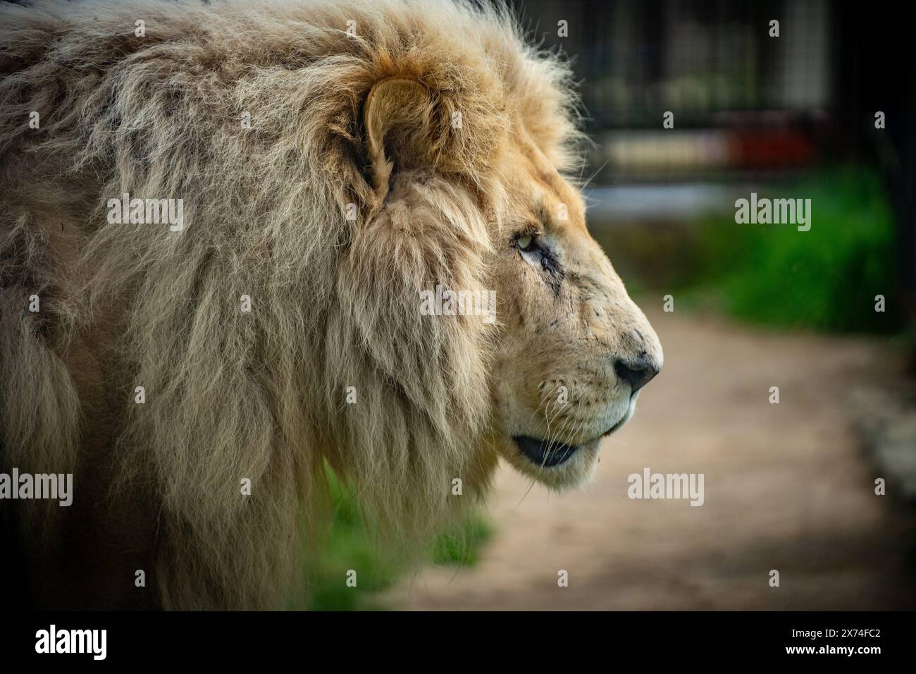 Investigation aspinall zoo hires stock photography and images Alamy