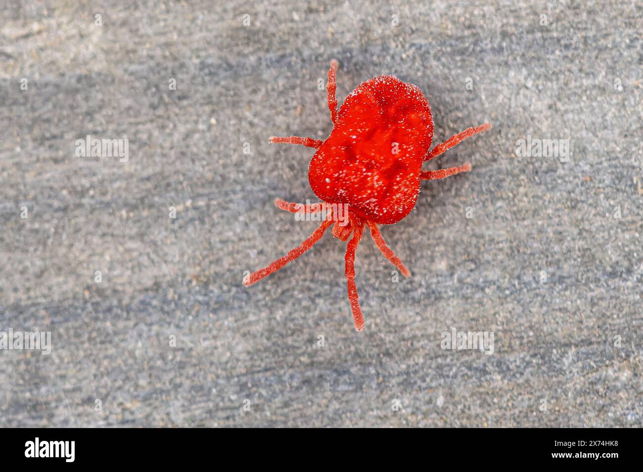 Red mite (Trombidium holosericeum) is a species of mite in the genus Trombidium. It occurs in Europe, Asia, and Africa and is commonly confused with o Stock Photo