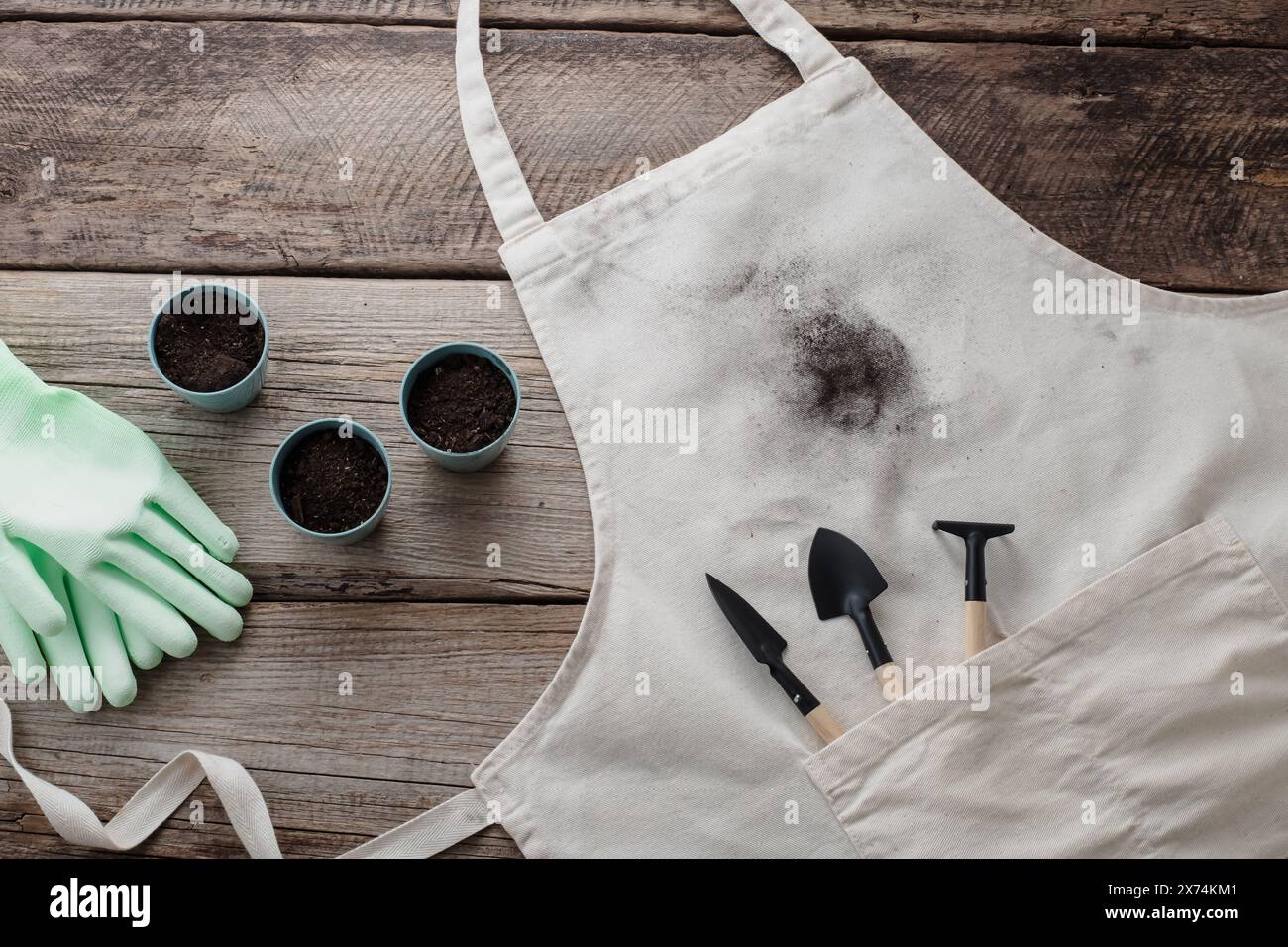 Transplanting home plant. Dirty soil stain on the apron. isolated on a wooden background. top view Stock Photo