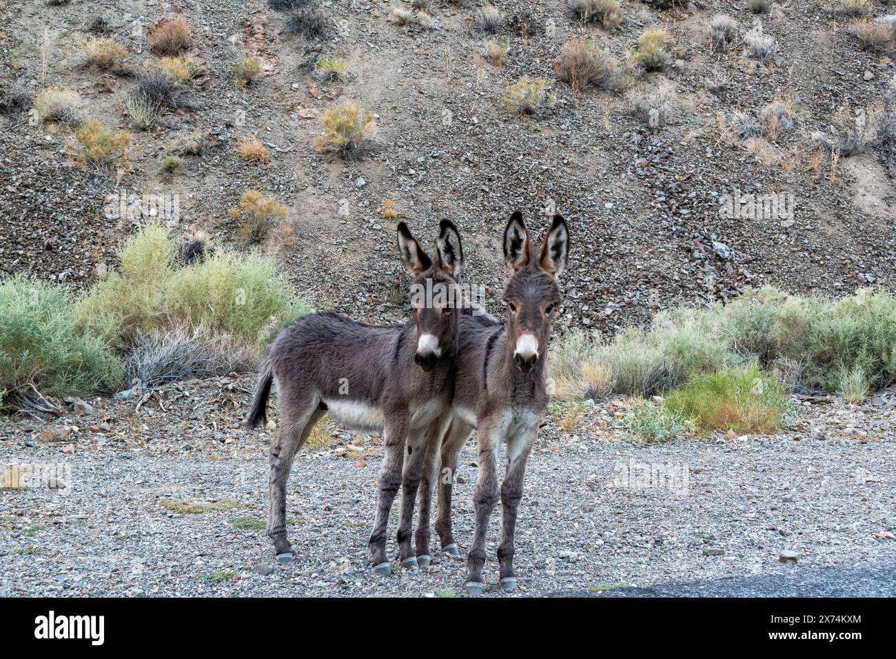 Wild Burro in Wildrose Canyon, Death Valley National Park, California Stock Photo