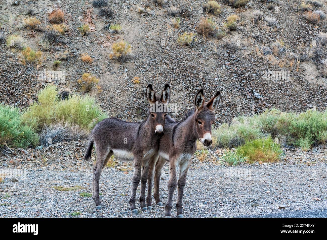 Wild Burro in Wildrose Canyon, Death Valley National Park, California Stock Photo