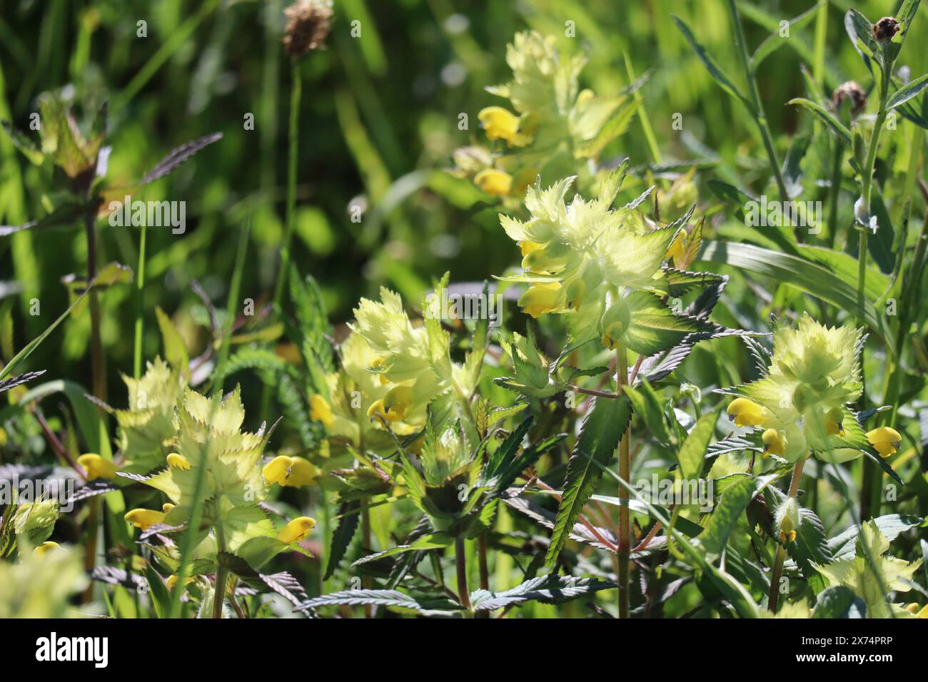 Yellow rattle flowers hi-res stock photography and images - Alamy