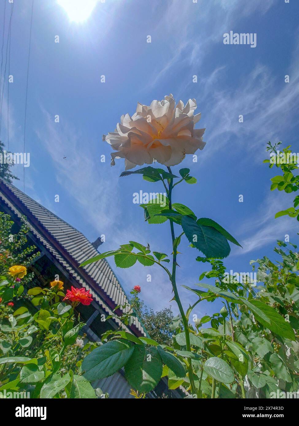 Stunning White Rose with Blue Sky Background. Stock Photo