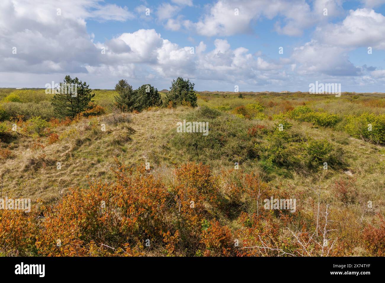 Wide hilly landscape under a cloudy sky with diverse vegetation and dominant green tones, grasses and shrubs with trees and a hiking trail in a heath Stock Photo