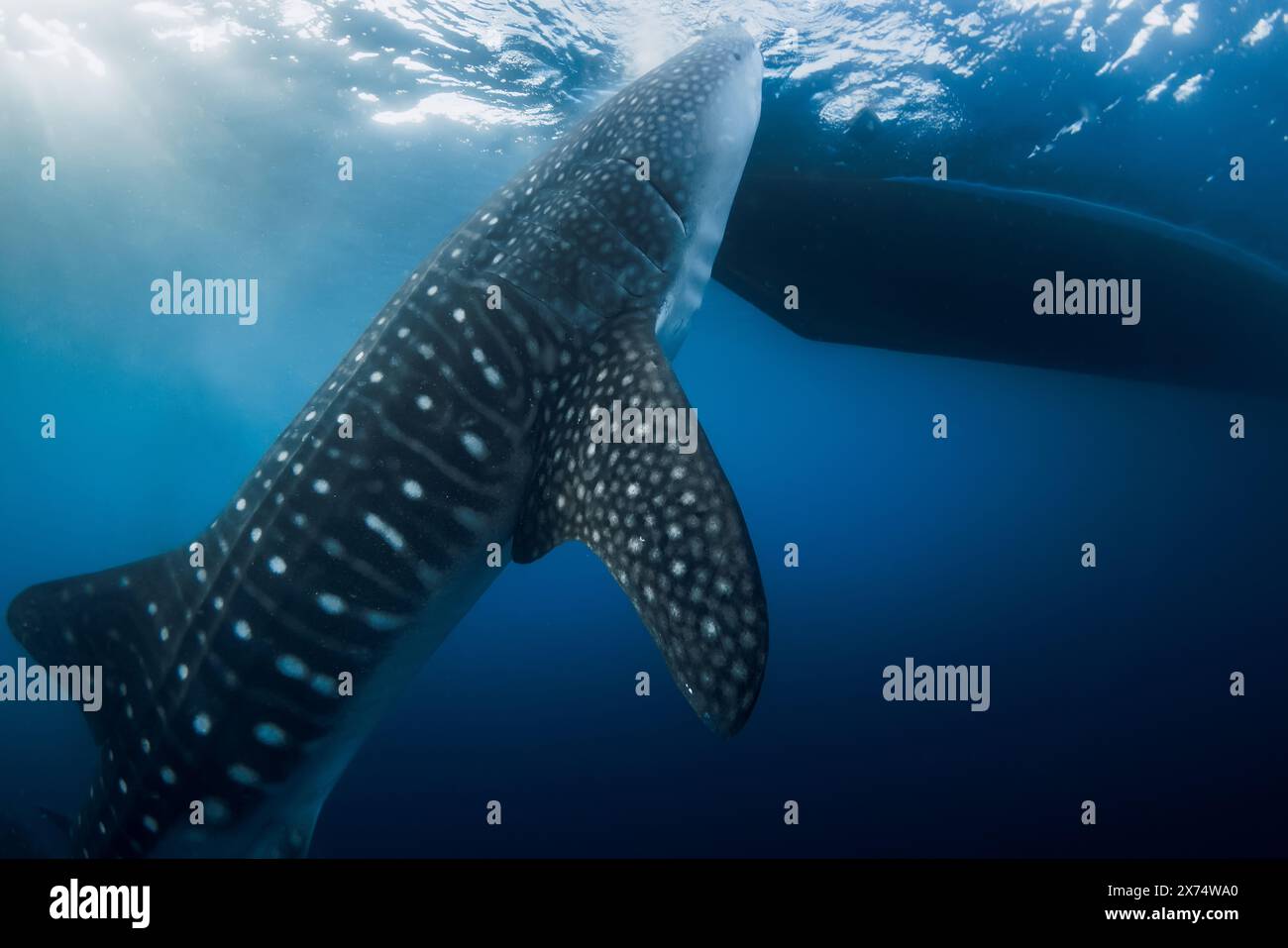 Whale shark eating plankton in tropical sea. Giant Whale shark swimming