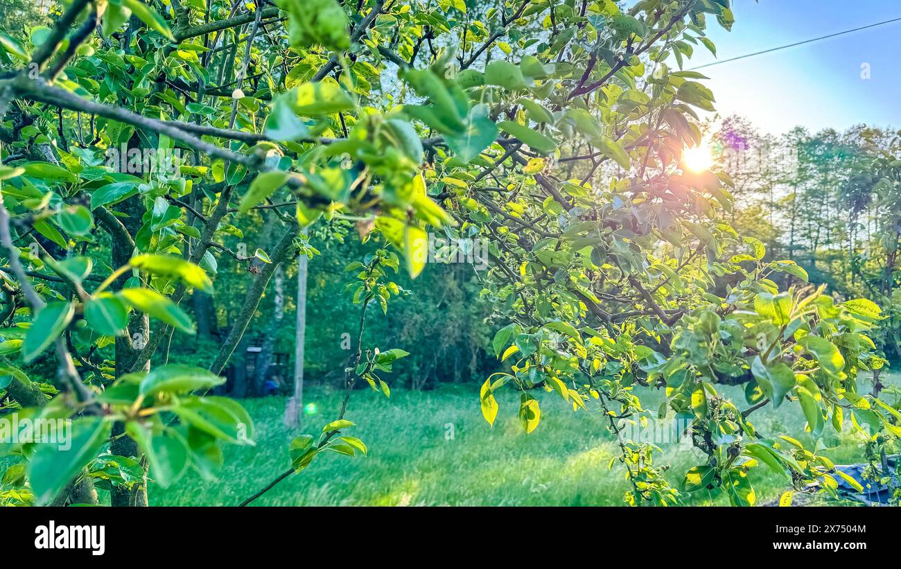a young apple tree in the sunshine in summer Stock Photo - Alamy