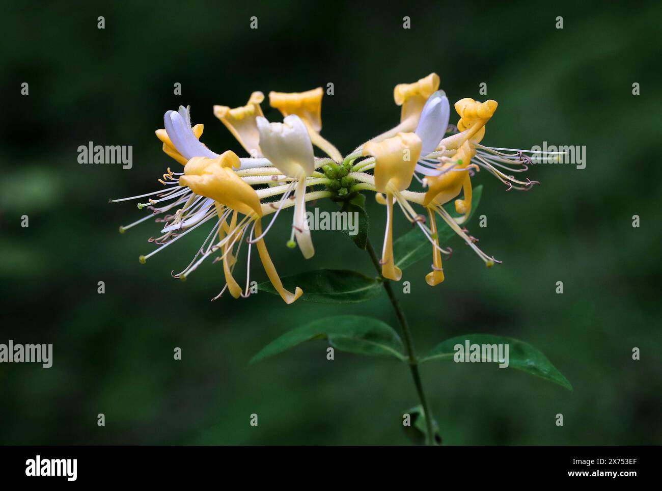 Honeysuckle, Lonicera periclymenum, Caprifoliaceae. British wild flower. Stock Photo