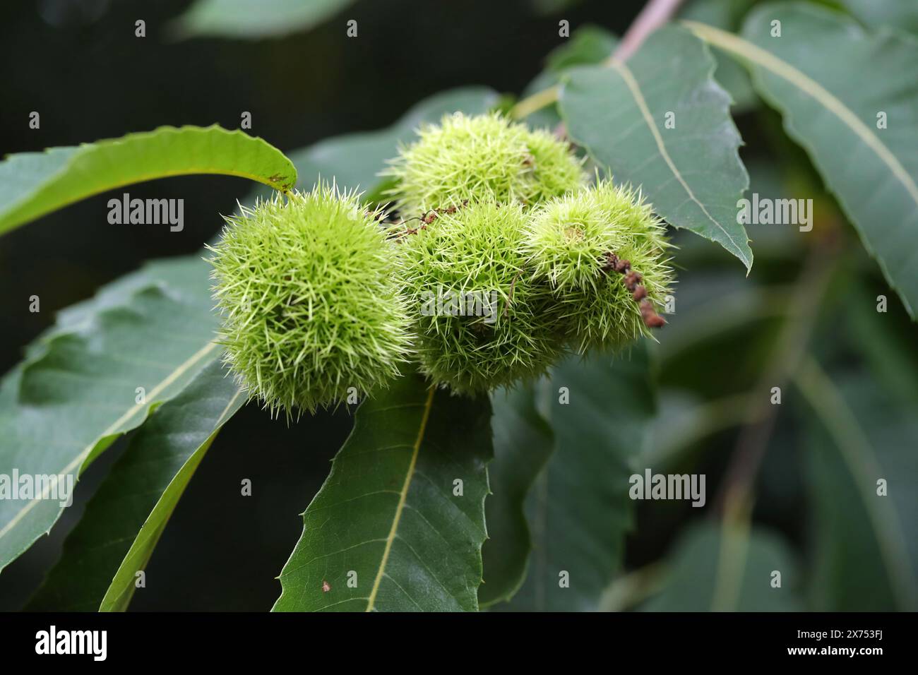 Sweet Chestnut, Castanea sativa, Fagaceae. Fruiting Bodies. Stock Photo