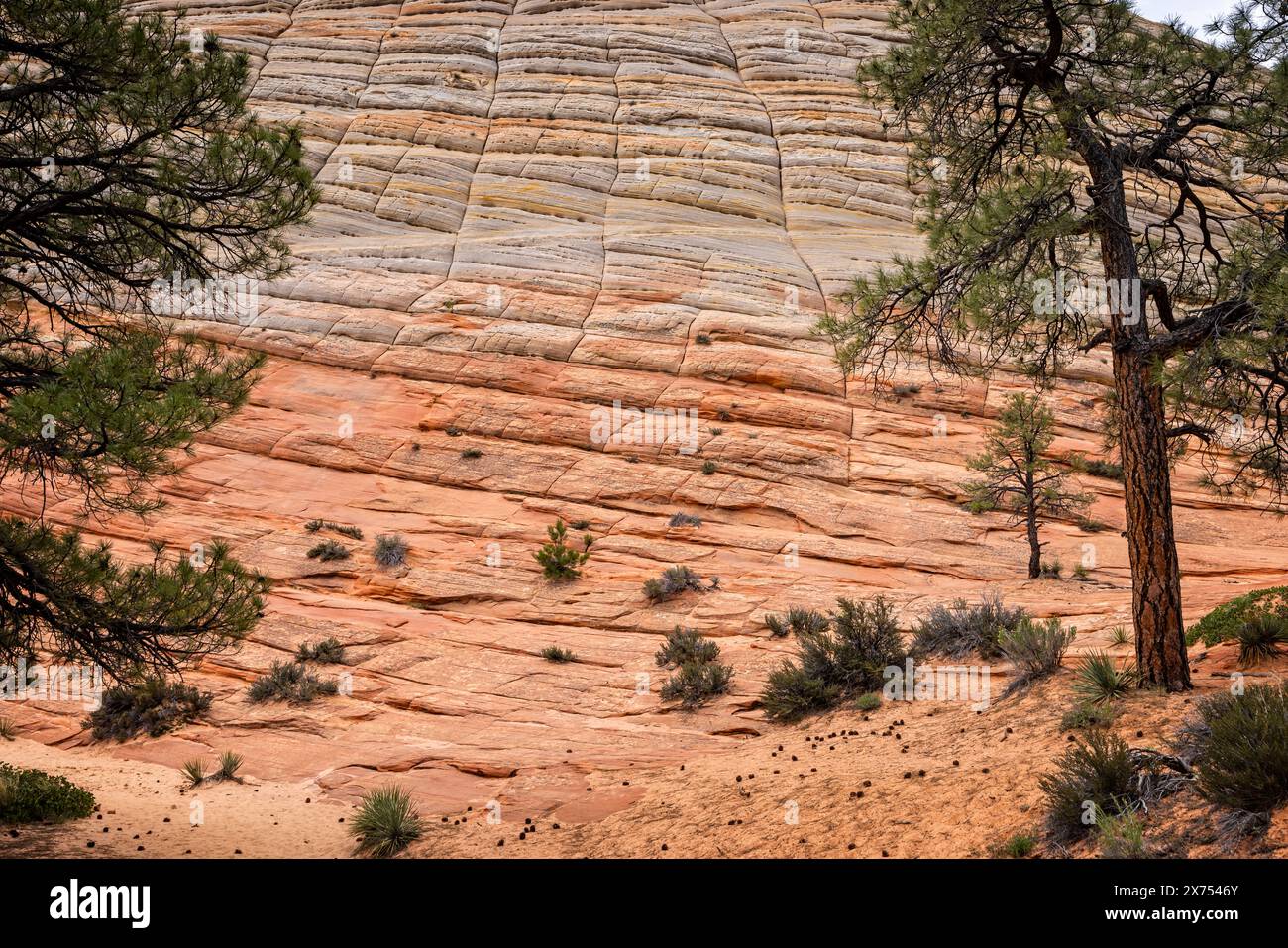 Checkerboard formation hi-res stock photography and images - Alamy