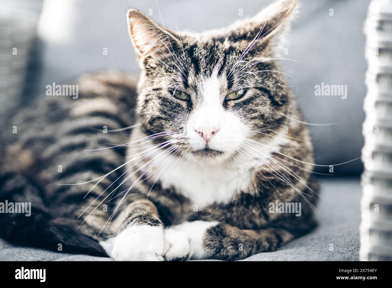 Cat relaxing on outdoor sofa looking into the camera Stock Photo - Alamy