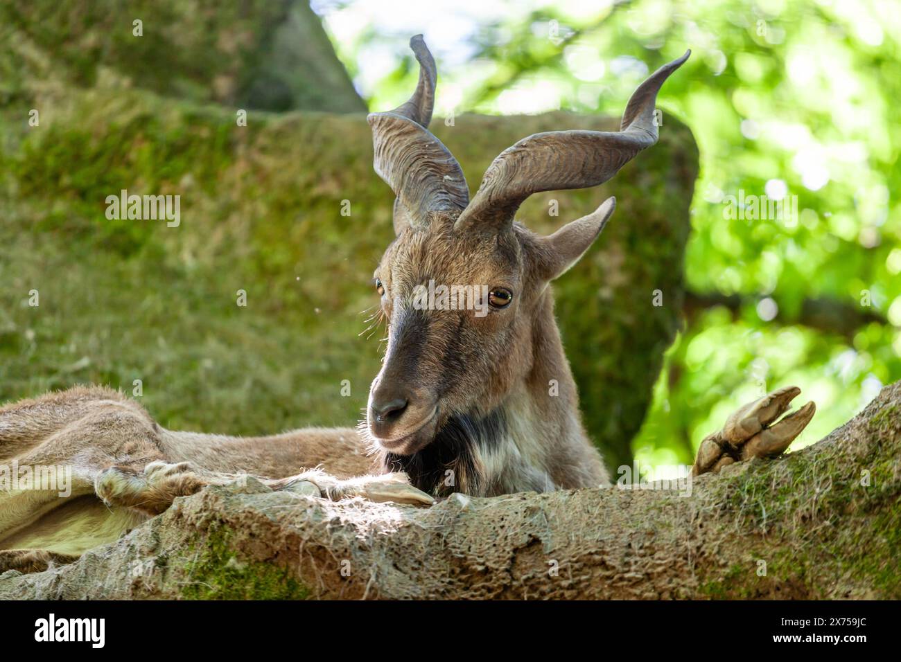 Markhor, falconeri goat, resting on a rock. Stock Photo