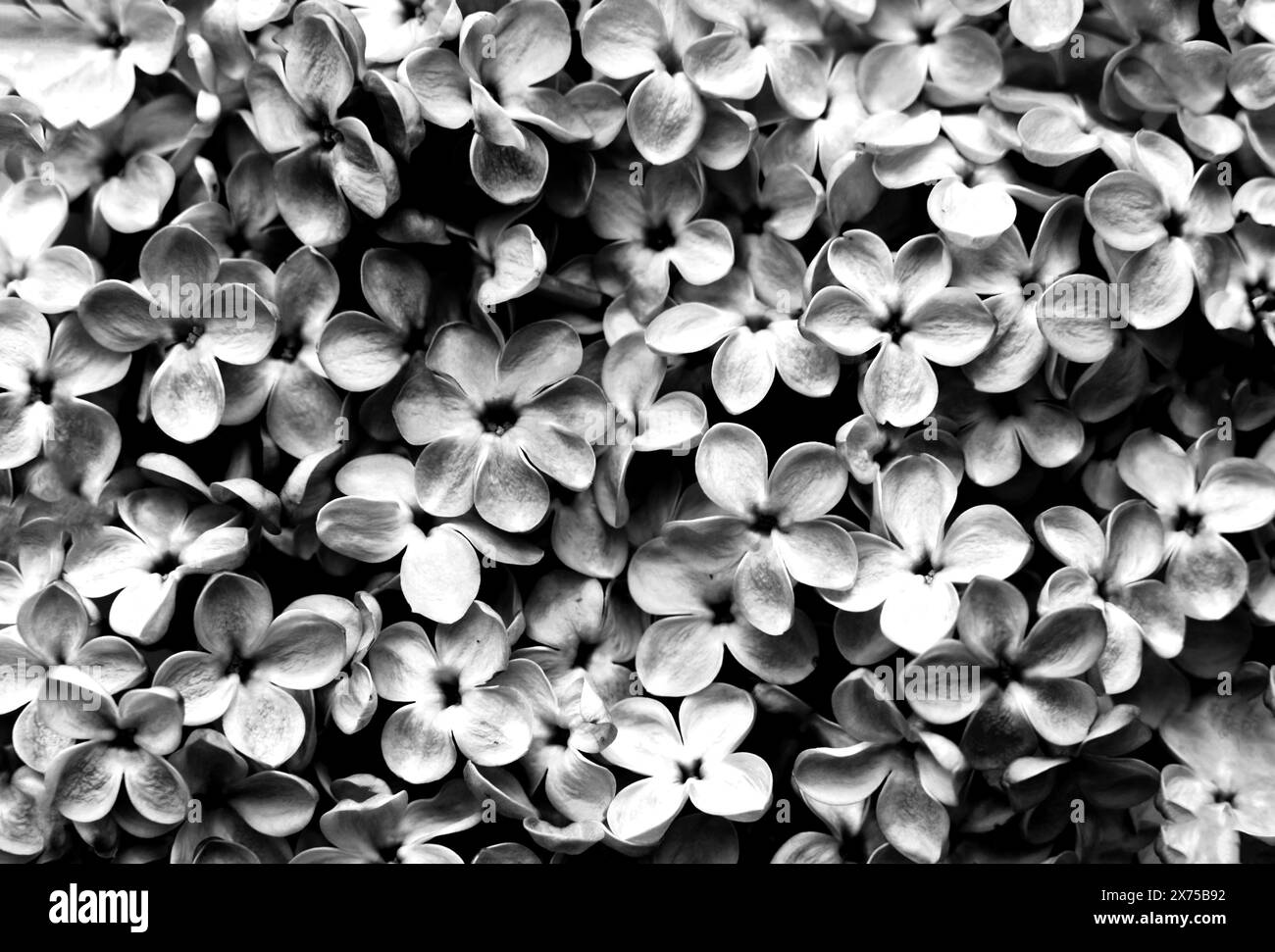 Beautiful black and white background of lilac flowers close up. Spring lilac flowers. Monochrome photo. Stock Photo