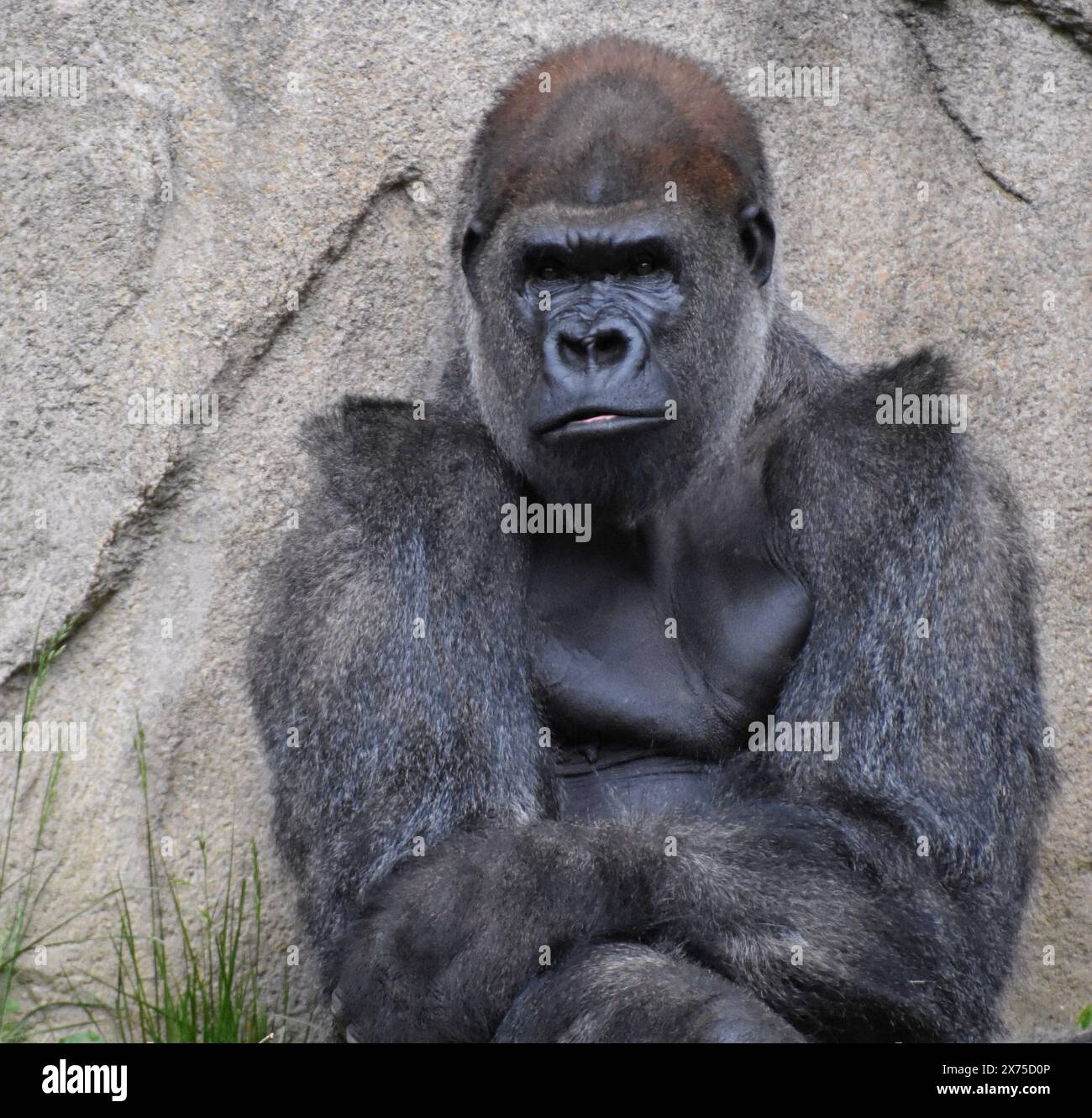 Male gorilla sitting up against a stone cliff. Stock Photo