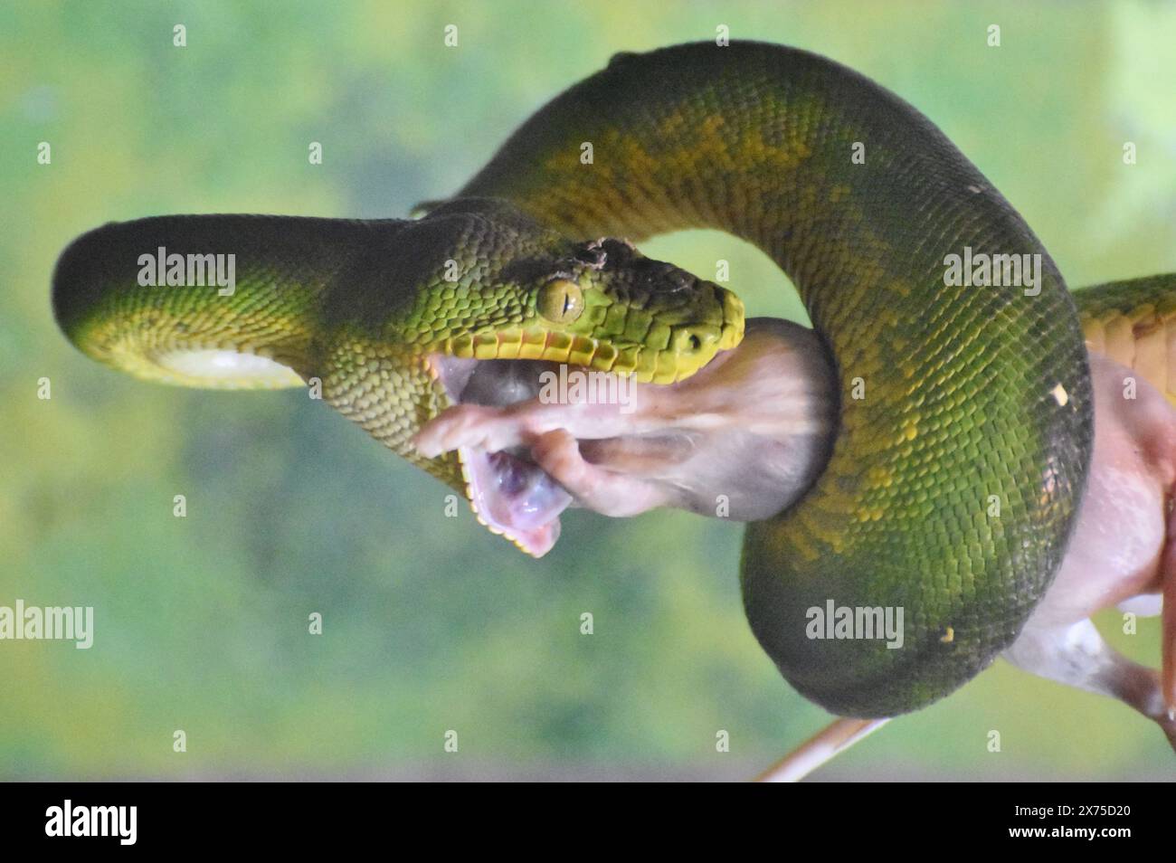 An emerald tree boa (Corallus caninus) eating a mouse. This boa species is found in the rainforests of South America. Stock Photo