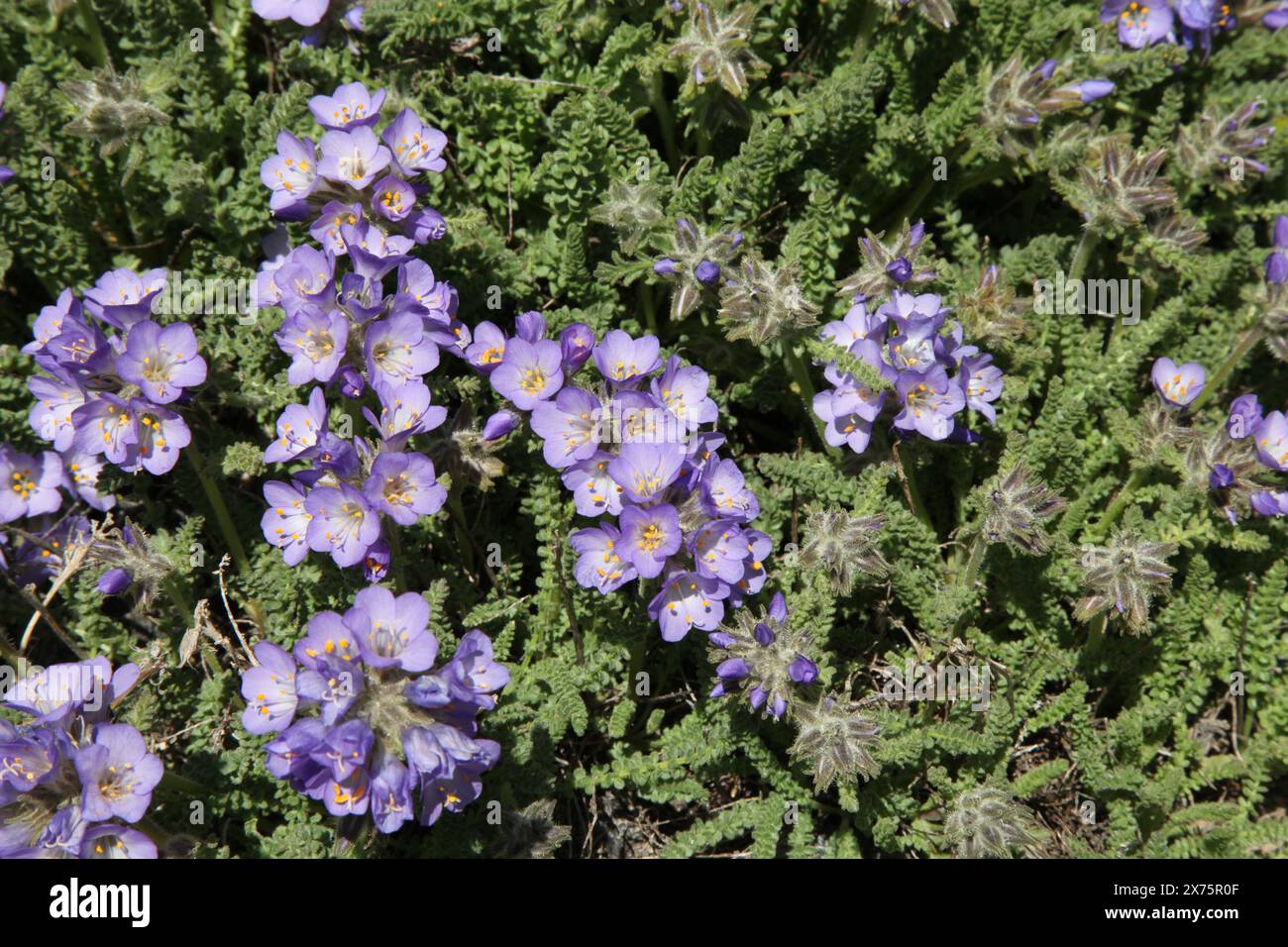 Sky Pilot (Polemonium viscosum) purple wildflowers in Beartooth Mountains, Montana Stock Photo