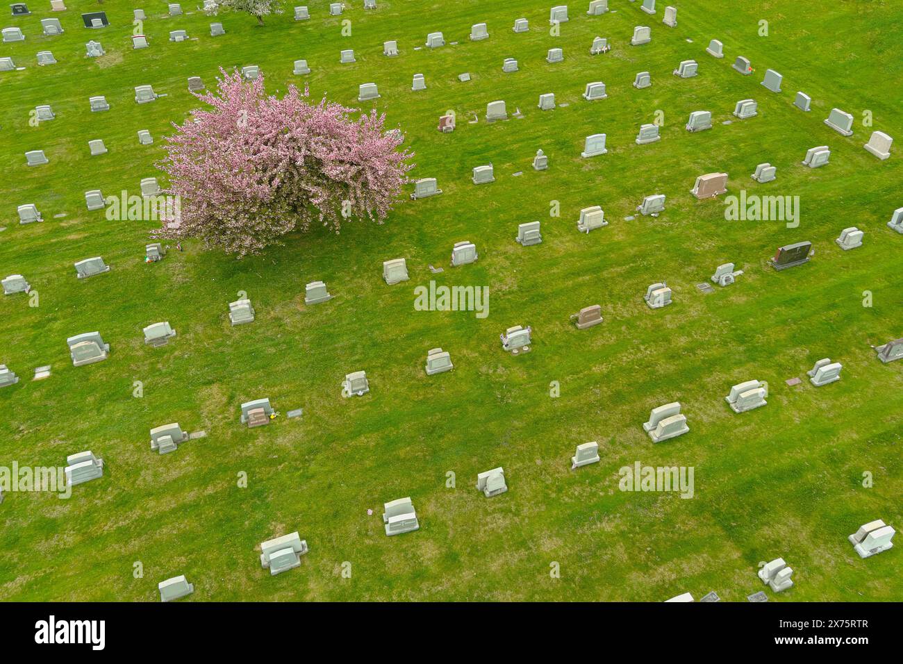 Aerial view of cemetery with pink tree, Pennsylvania, USA Stock Photo