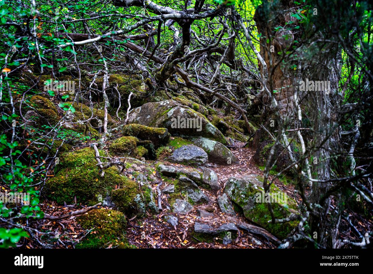 Thickly tangled tree roots and branches, Mount Field National Park ...
