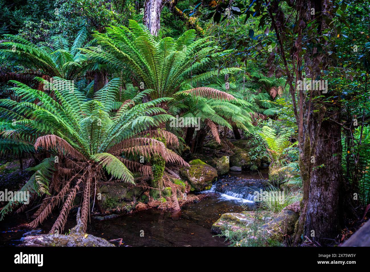 Mountain stream and tree ferns beside walking track, Mount Field National Park, Tasmania Stock