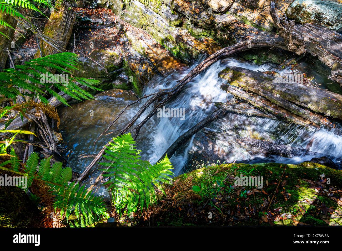 Mountain stream and tree ferns beside walking track, Mount Field National Park, Tasmania Stock