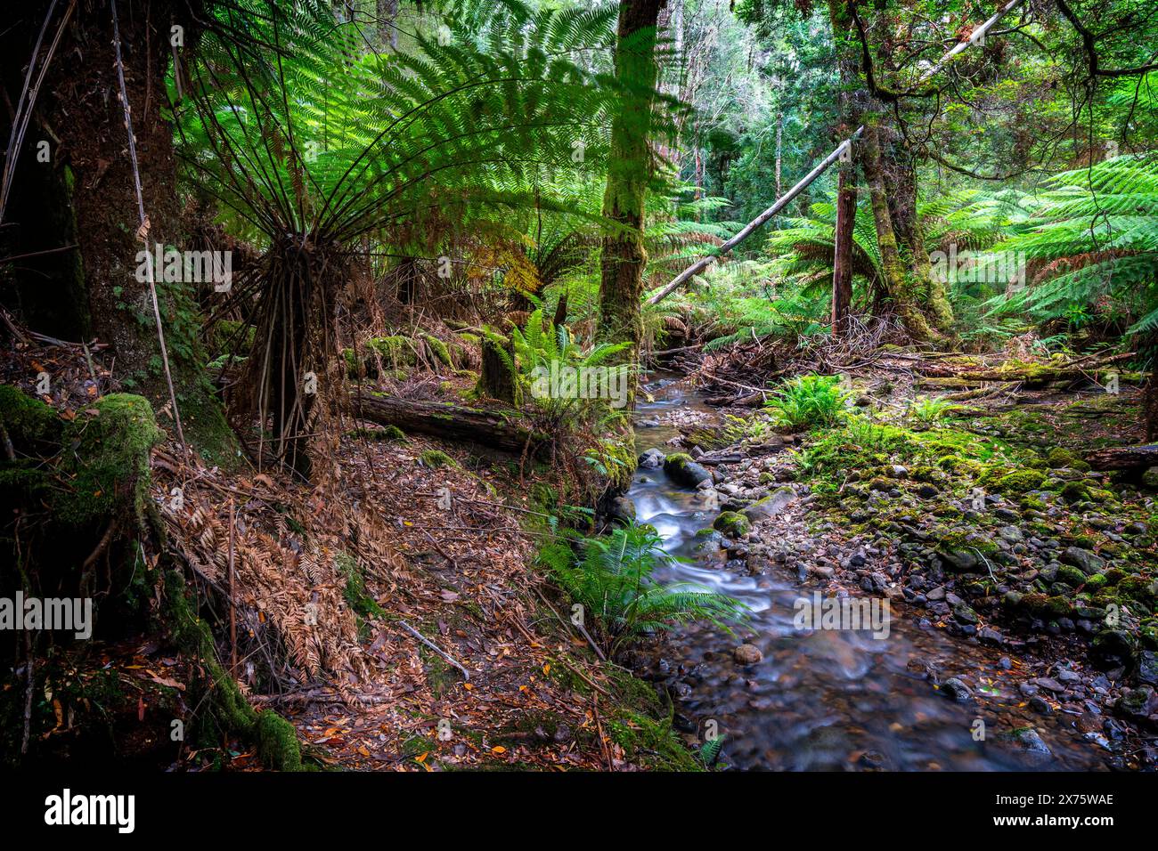 Mountain stream and tree ferns beside walking track, Mount Field National Park, Tasmania Stock