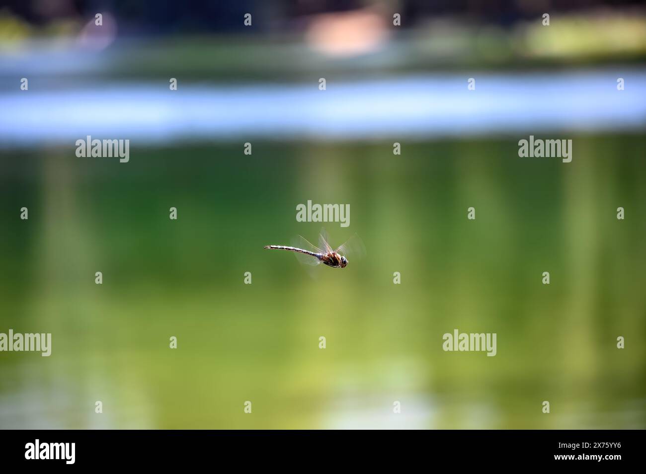 selective focus on a dragonfly in motion over a glassy lake Stock Photo ...