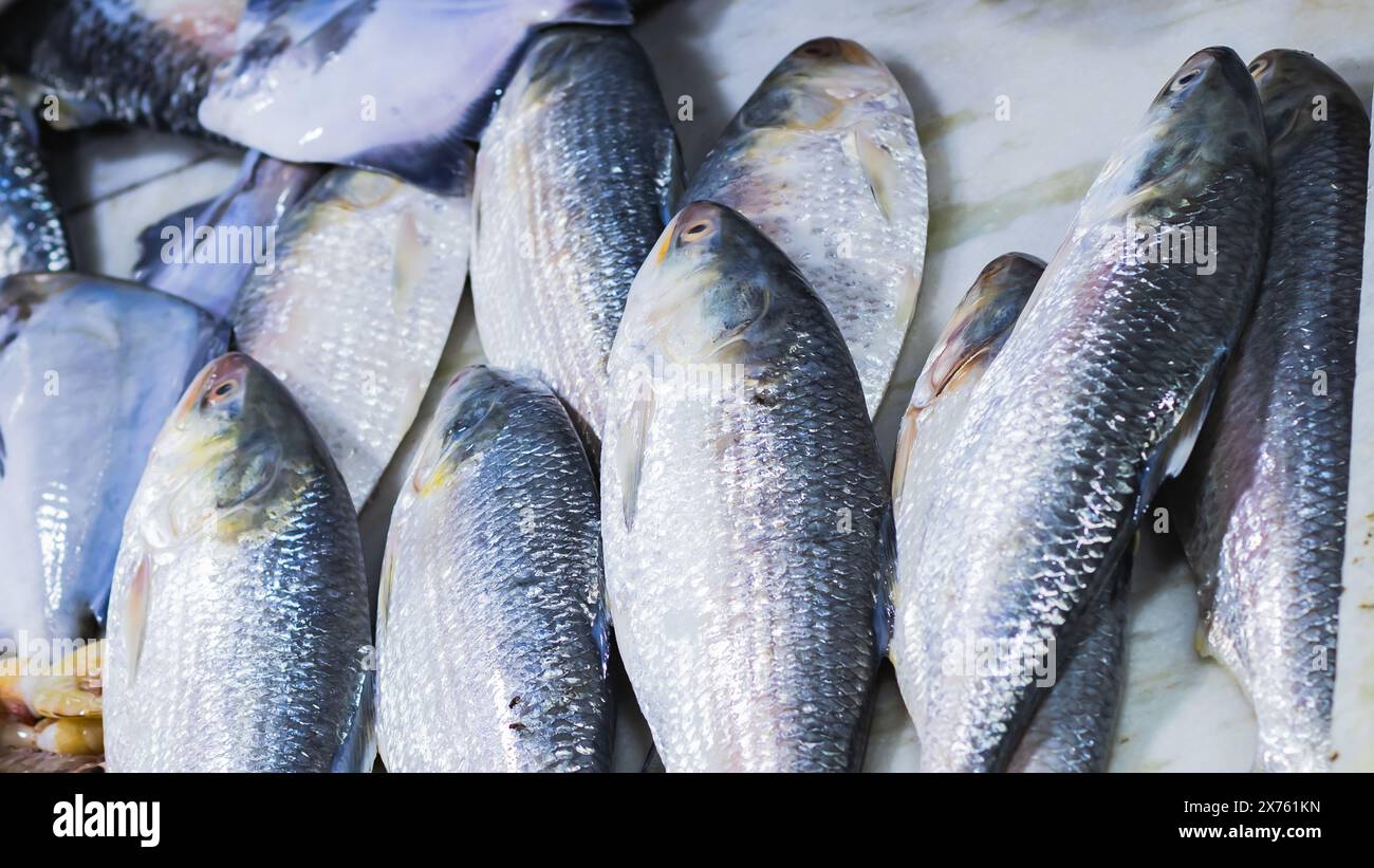 Raw hilsa fish or ilish or kept in fish market for selling. Tenualosa ...