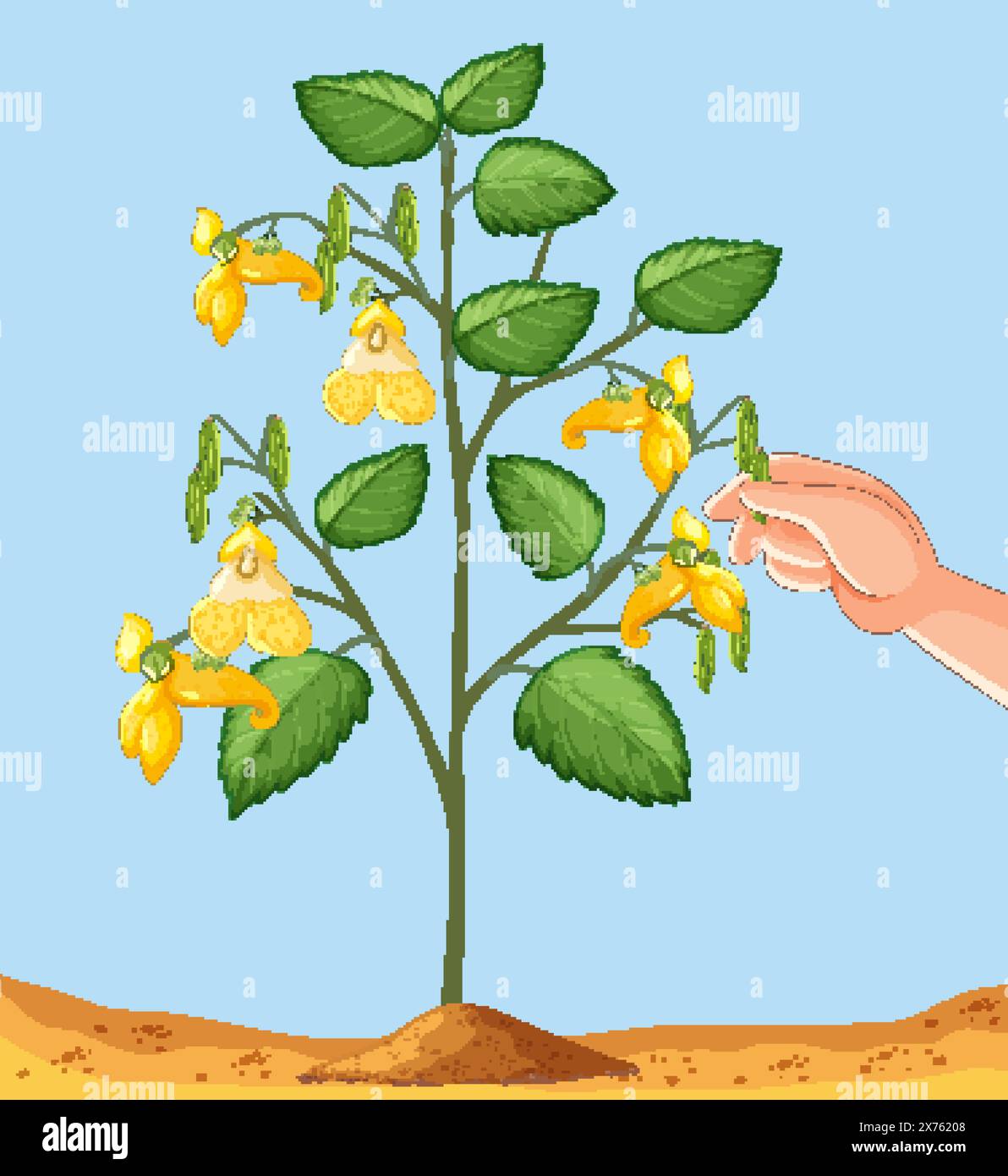 Hand harvesting yellow impatiens seed pods Stock Vector Image & Art Alamy