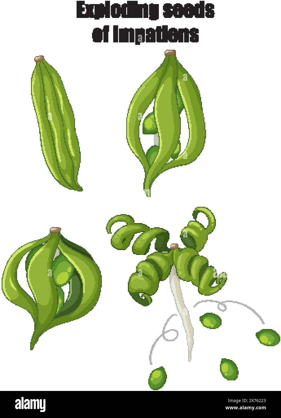 Botanical illustration reproduction Stock Vector Images - Alamy