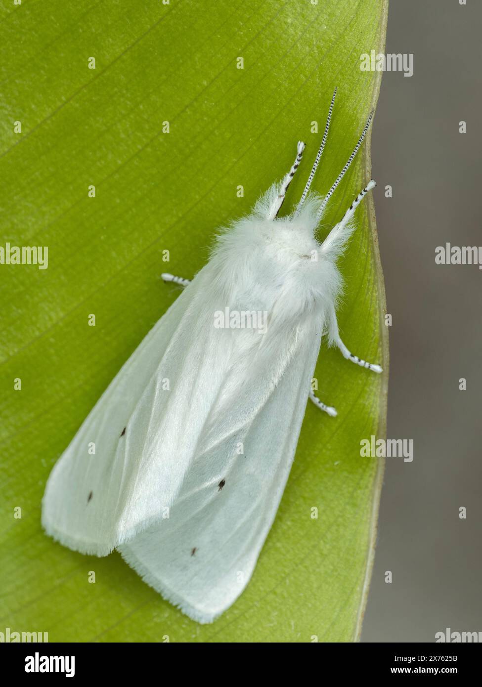 fluffy white Virginian tiger moth (Spilosoma virginica) resting on a green leaf in Delta, British Columbia, Canada Stock Photo