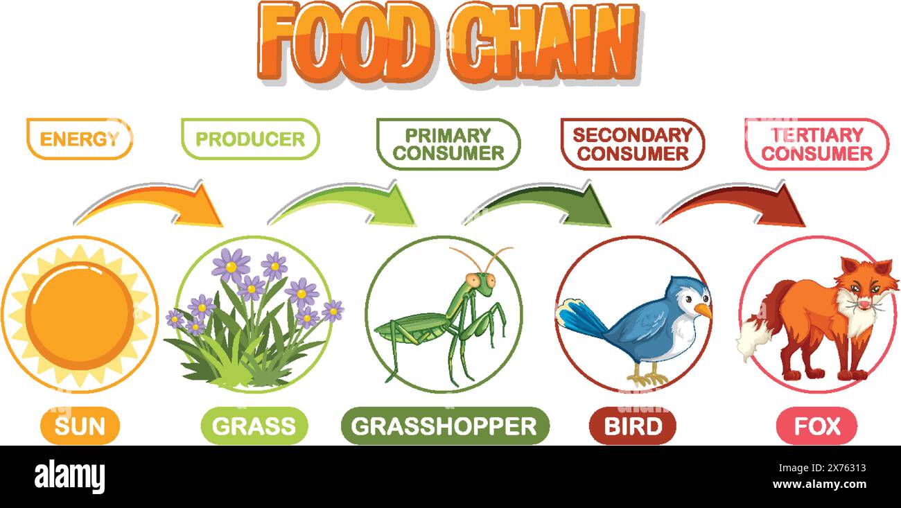 depicts-energy-flow-through-a-food-chain-stock-vector-image-art-alamy