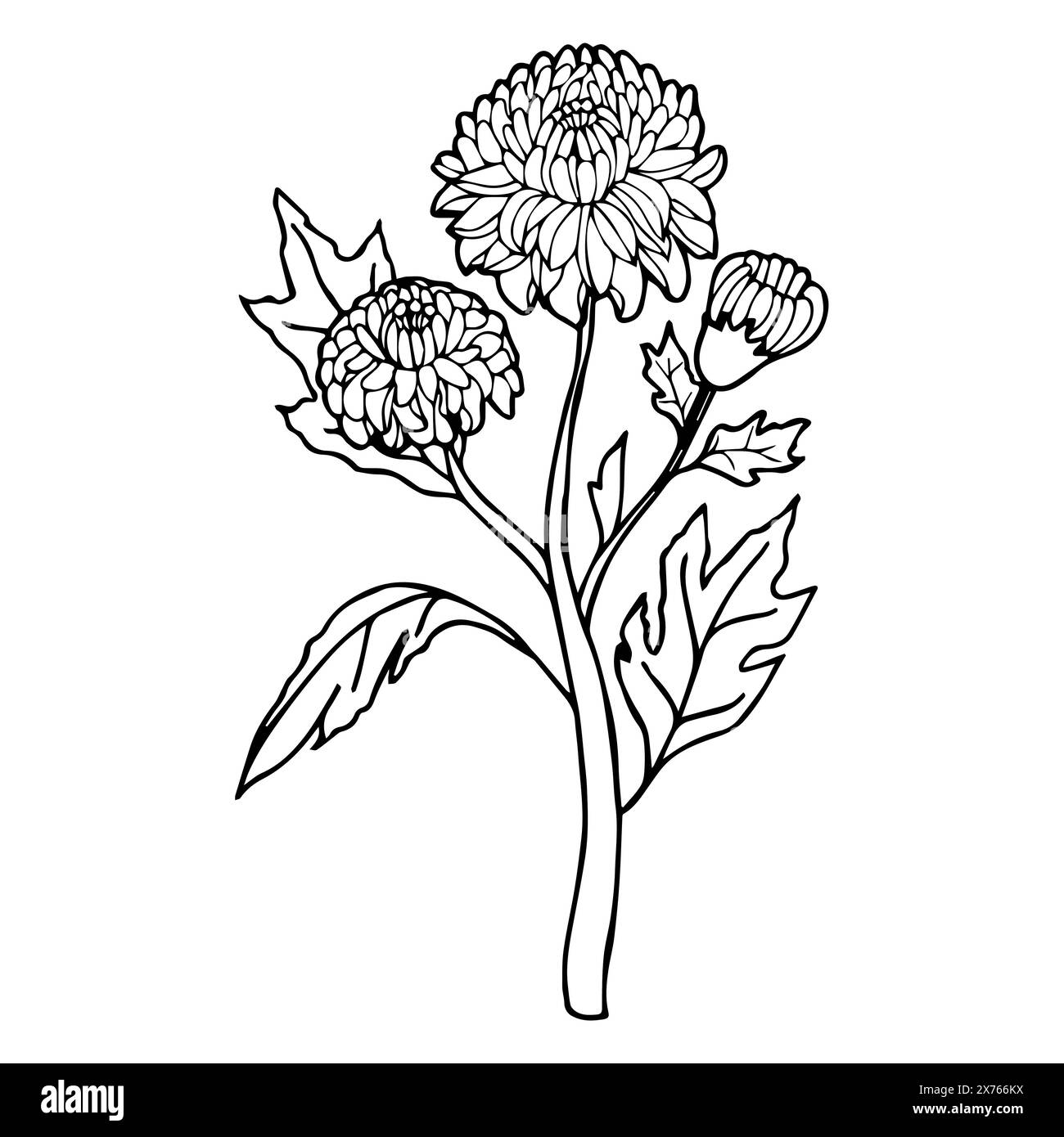 Chrysanthemum flower in doodle style. Vector illustration isolated on white background. Stock Vector