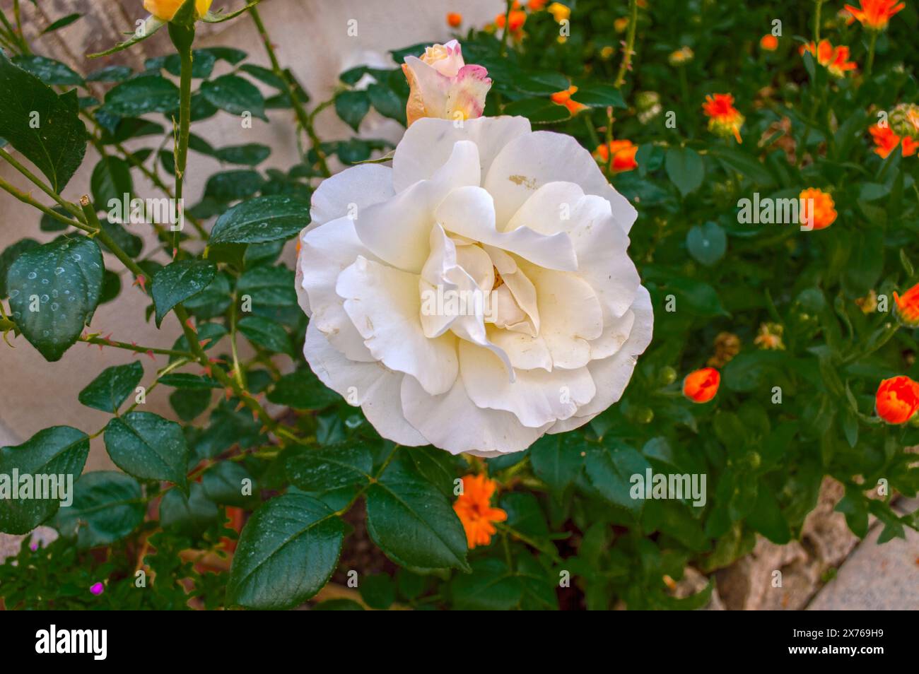 Garden flowers, white rose Stock Photo
